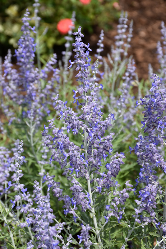 Lacey Blue Russian Sage (Perovskia atriplicifolia 'Lacey Blue') at TLC Garden Centers