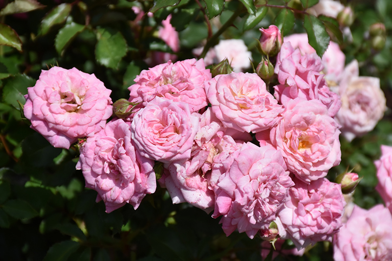 Sweet Drift Rose (Rosa 'Meiswetdom') at TLC Garden Centers
