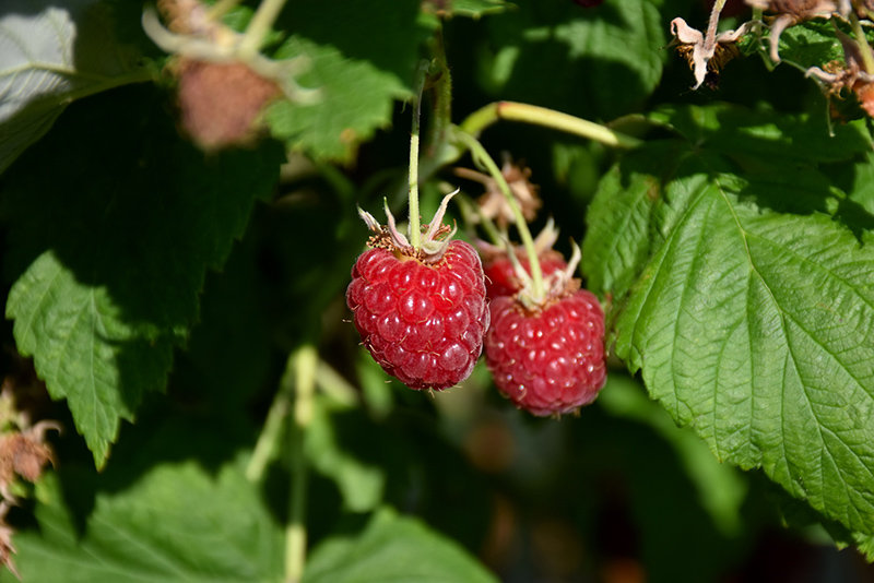 Canby Raspberry (Rubus 'Canby') at TLC Garden Centers