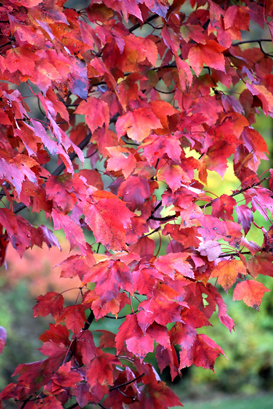 Red Maple (Acer rubrum) at TLC Garden Centers