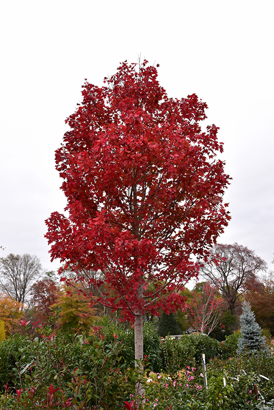 October Glory Red Maple (Acer rubrum 'October Glory') at TLC Garden Centers