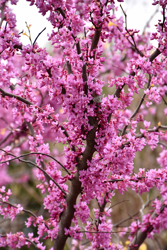 The Rising Sun Redbud (Cercis canadensis 'The Rising Sun') at TLC Garden Centers