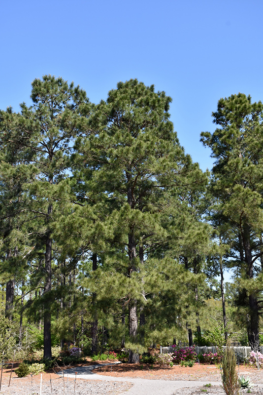 Loblolly Pine (Pinus taeda) at TLC Garden Centers