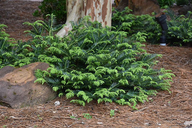 Prostrate Japanese Plum Yew (Cephalotaxus harringtonia 'Prostrata') at TLC Garden Centers
