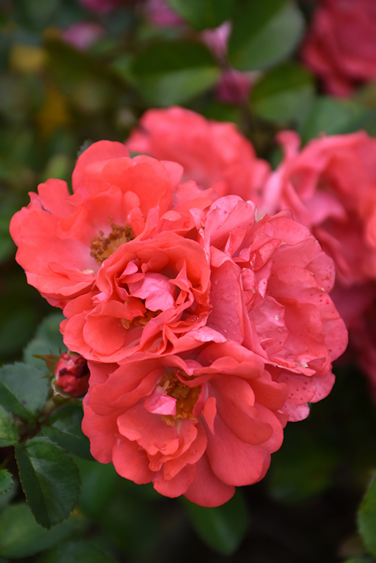 Coral Drift Rose (Rosa 'Meidrifora') at TLC Garden Centers