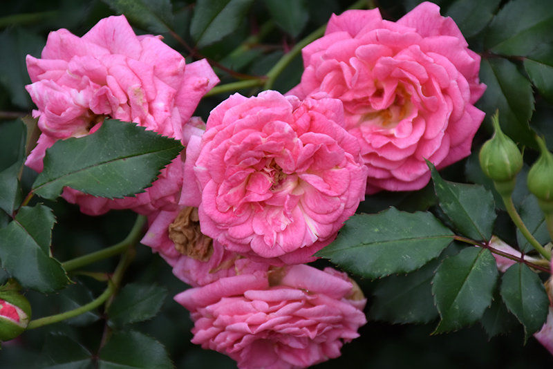 Sweet Drift Rose (Rosa 'Meiswetdom') at TLC Garden Centers