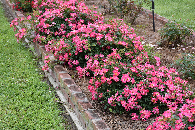 Pink Drift Rose (Rosa 'Meijocos') at TLC Garden Centers