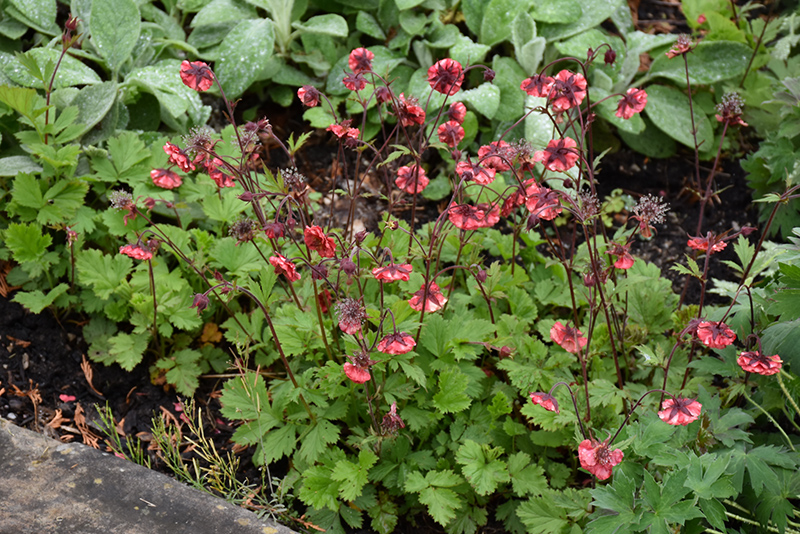 Flames of Passion Avens (Geum 'Flames of Passion') at TLC Garden Centers