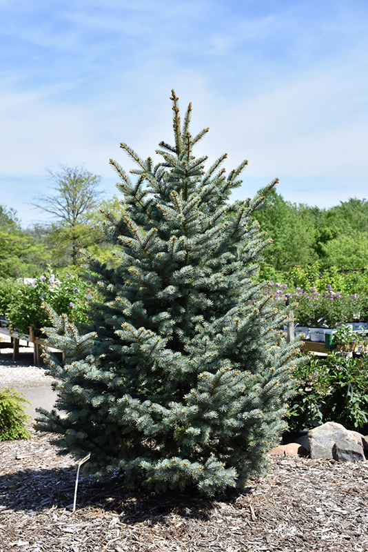 Bakeri Blue Spruce (Picea pungens 'Bakeri') at TLC Garden Centers