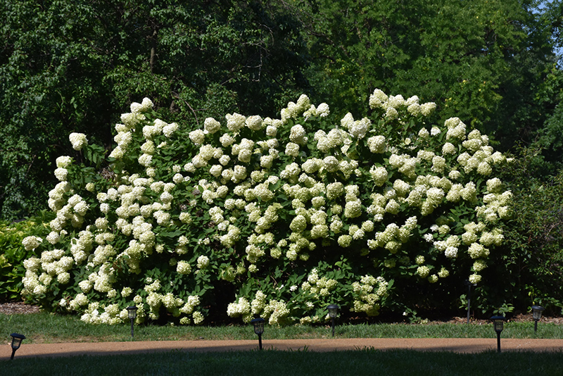 Limelight Hydrangea (Hydrangea paniculata 'Limelight') at TLC Garden Centers