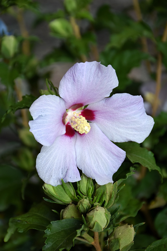 Blue Angel Rose of Sharon (Hibiscus syriacus 'Greba') at TLC Garden Centers