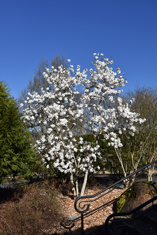 Royal Star Magnolia (Magnolia stellata 'Royal Star') at TLC Garden Centers