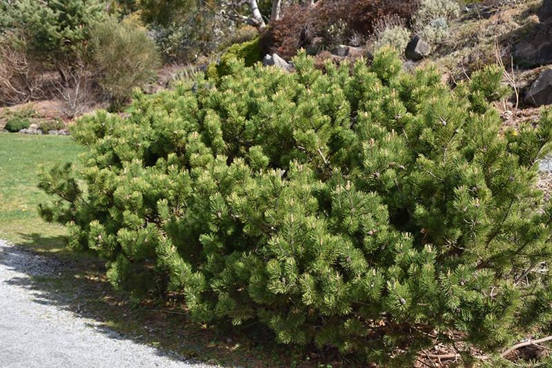 Compact Mugo Pine (Pinus mugo 'var. mughus') at TLC Garden Centers