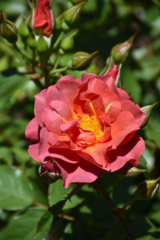 Cinco de Mayo Rose (Rosa 'Cinco de Mayo') at TLC Garden Centers