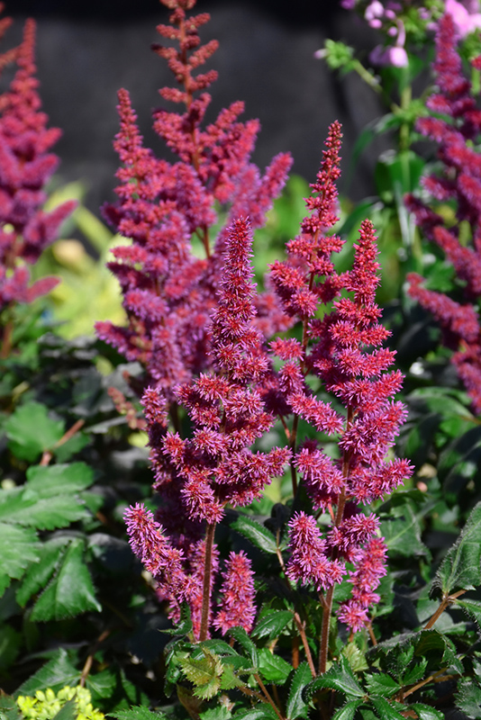 Visions in Red Chinese Astilbe (Astilbe chinensis 'Visions in Red') at TLC Garden Centers