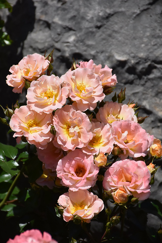 Peach Drift Rose (Rosa 'Meiggili') at TLC Garden Centers