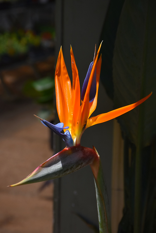 Orange Bird Of Paradise (Strelitzia reginae) at TLC Garden Centers