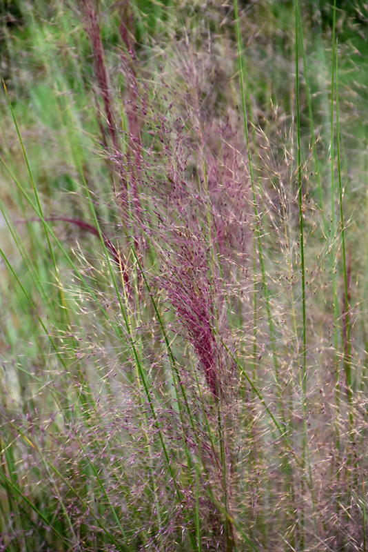 Regal Mist Muhly Grass (Muhlenbergia capillaris 'Lenca') at TLC Garden Centers