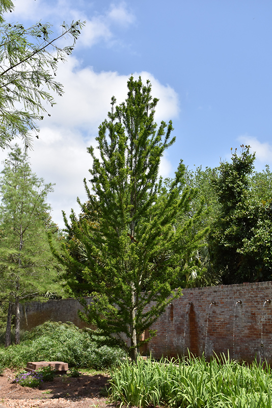 Peve Minaret Baldcypress (Taxodium distichum 'Peve Minaret') at TLC Garden Centers