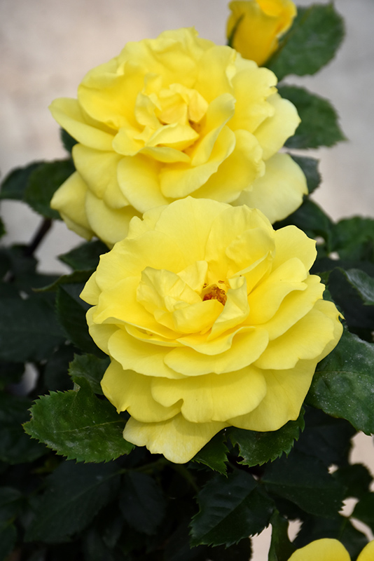 Sunsprite Rose (Rosa 'Sunsprite') at TLC Garden Centers