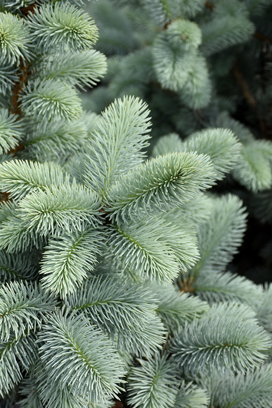 Hoopsii Blue Spruce (Picea pungens 'Hoopsii') at TLC Garden Centers