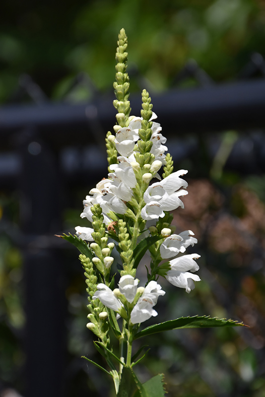 Crystal Peak White Obedient Plant (Physostegia virginiana 'Crystal Peak White') at TLC Garden Centers