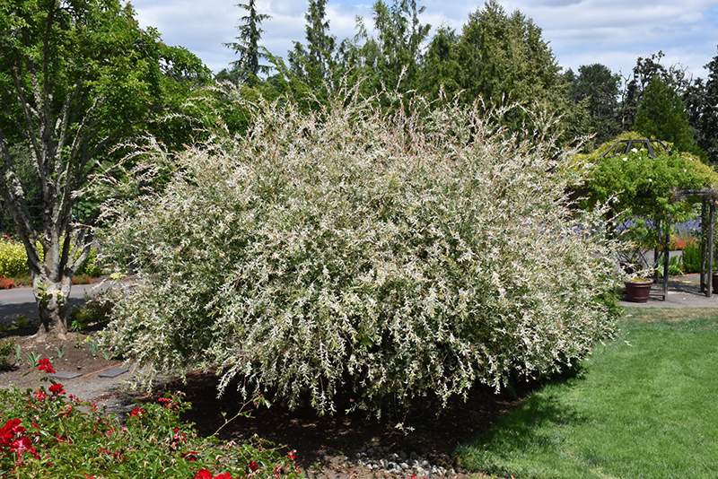 Tricolor Willow (Salix integra 'Hakuro Nishiki') at TLC Garden Centers