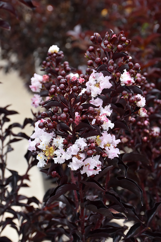 Moonlight Magic Crapemyrtle (Lagerstroemia 'PIILAG-IV') at TLC Garden Centers