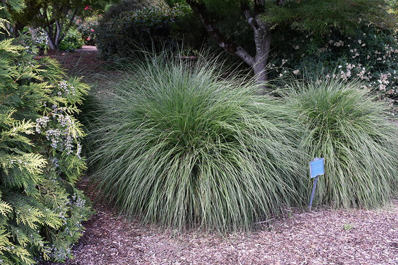 Hameln Dwarf Fountain Grass (Pennisetum alopecuroides 'Hameln') at TLC Garden Centers