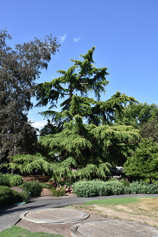 Deodar Cedar (Cedrus deodara) at TLC Garden Centers