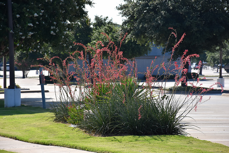 Red Yucca (Hesperaloe parviflora) at TLC Garden Centers