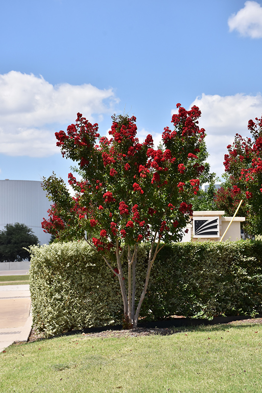 Dynamite Crapemyrtle (Lagerstroemia indica 'Whit II') at TLC Garden Centers