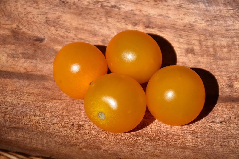 Sungold Tomato (Solanum lycopersicum 'Sungold') at TLC Garden Centers