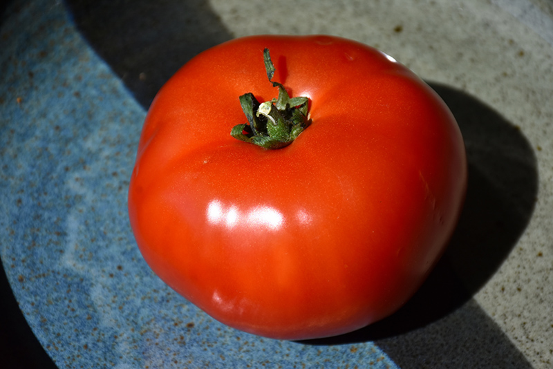 Bush Early Girl Tomato (Solanum lycopersicum 'Bush Early Girl') at TLC Garden Centers