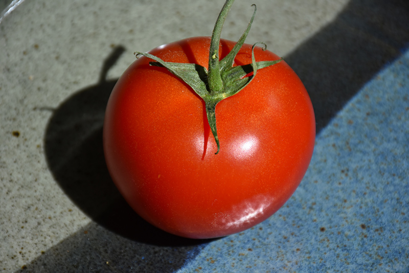 Early Girl Tomato (Solanum lycopersicum 'Early Girl') at TLC Garden Centers