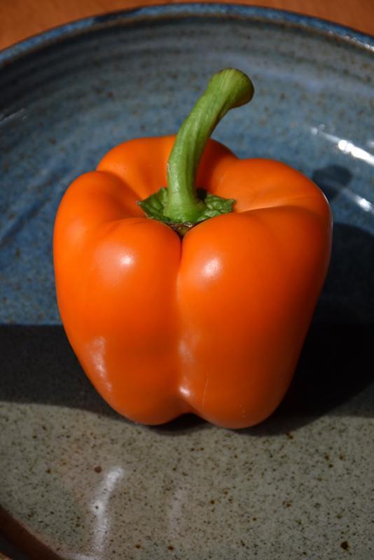 Orange Bell Pepper (Capsicum annuum 'Orange Bell') at TLC Garden Centers