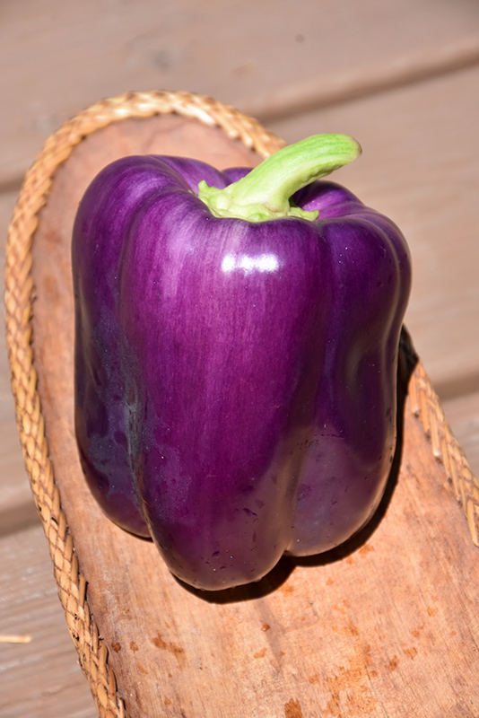 Purple Beauty Pepper (Capsicum annuum 'Purple Beauty') at TLC Garden Centers