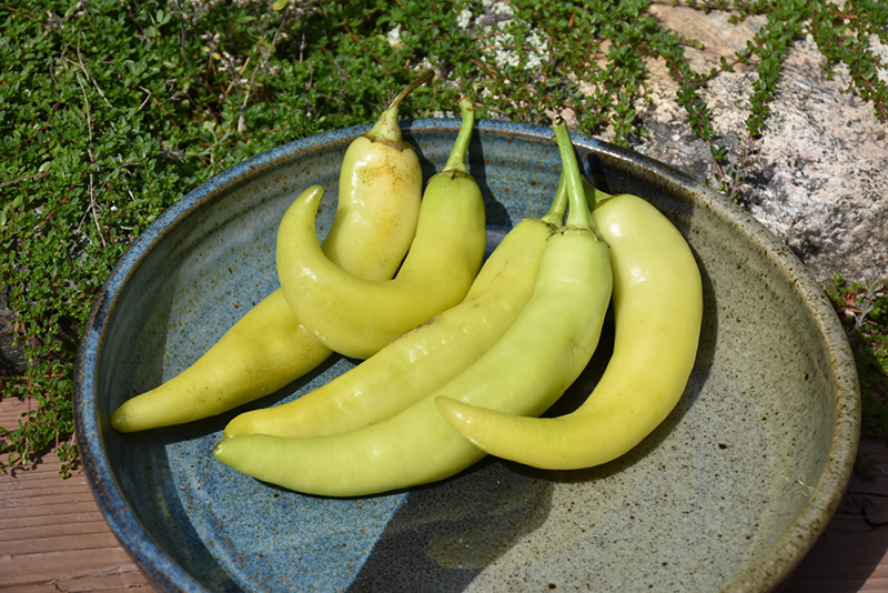 Sweet Banana Pepper (Capsicum annuum 'Sweet Banana') at TLC Garden Centers