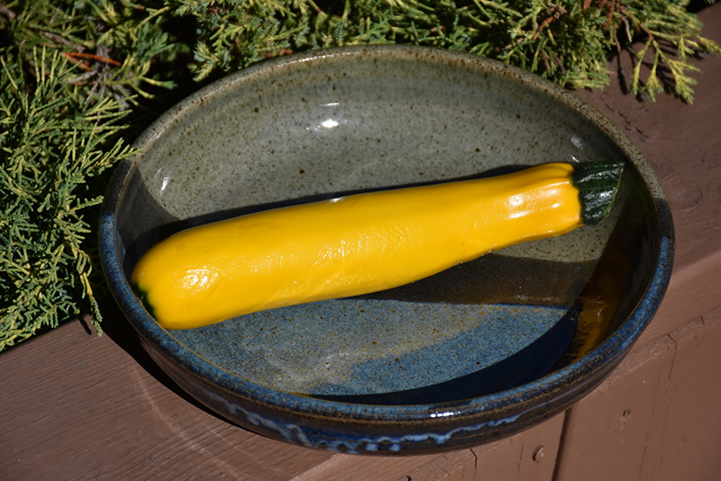 Yellow Zucchini (Cucurbita pepo var. cylindrica 'Yellow') at TLC Garden Centers