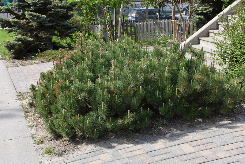 Dwarf Mugo Pine (Pinus mugo var. pumilio) at TLC Garden Centers