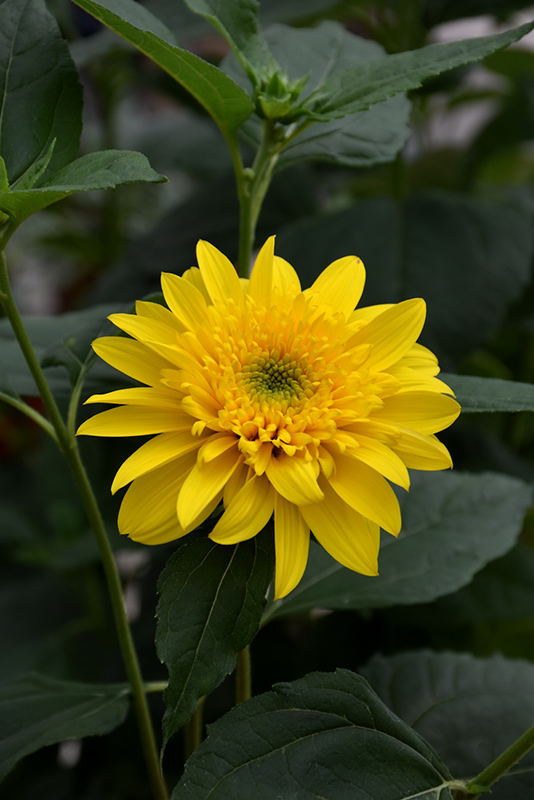Happy Days Sunflower (Helianthus 'Happy Days') at TLC Garden Centers