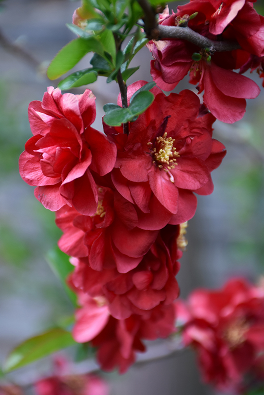 Double Take Scarlet Flowering Quince (Chaenomeles speciosa 'Scarlet Storm') at TLC Garden Centers