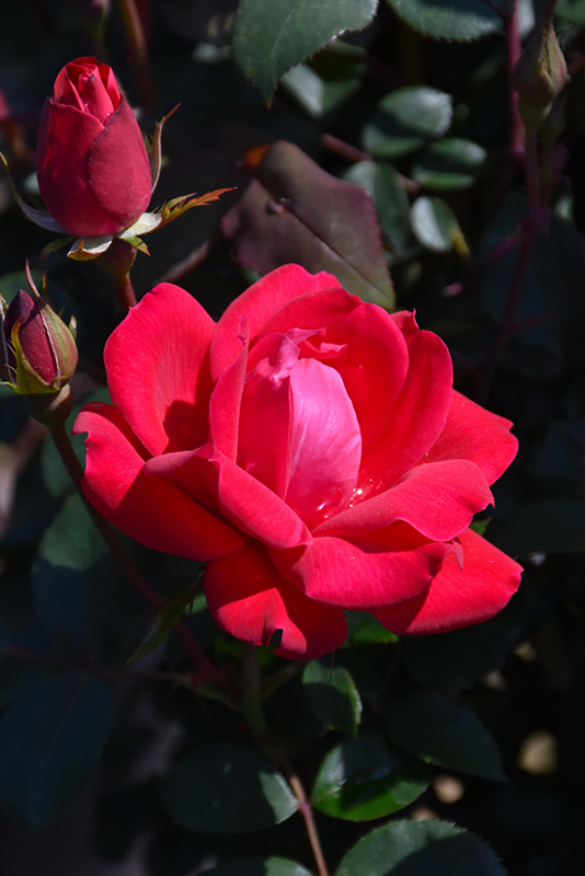Double Knock Out Rose (Rosa 'Radtko') at TLC Garden Centers