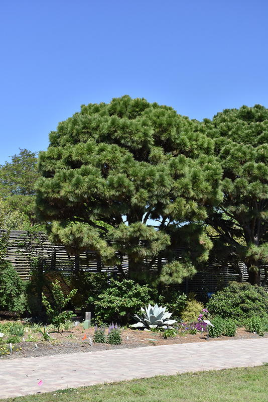 Loblolly Pine (Pinus taeda) at TLC Garden Centers
