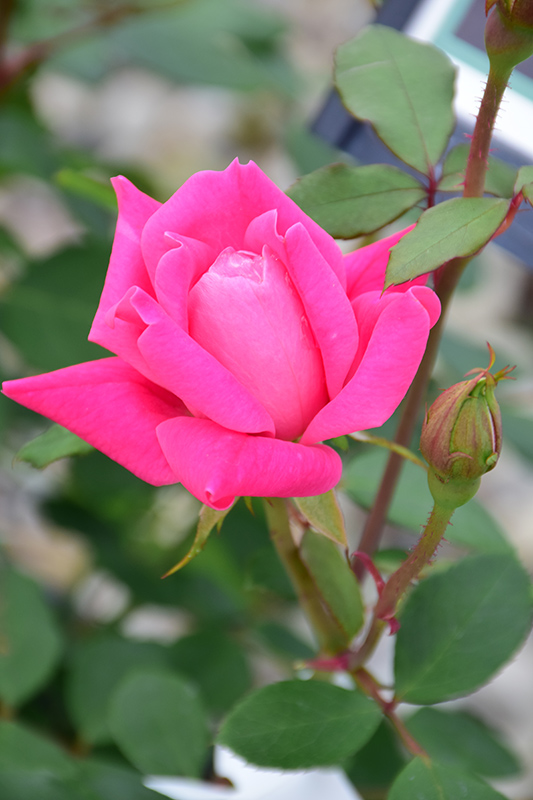 Pink Double Knock Out Rose (Rosa 'Radtkopink') at TLC Garden Centers