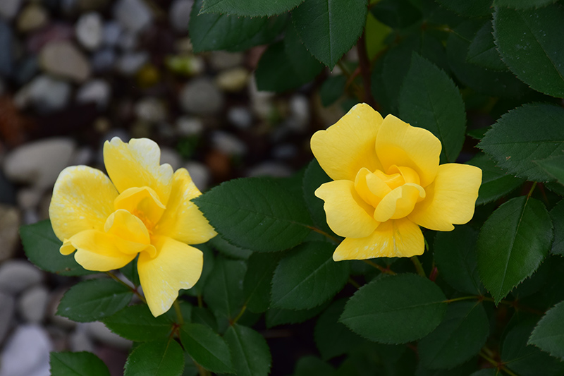 Sunny Knock Out Rose (Rosa 'Radsunny') at TLC Garden Centers