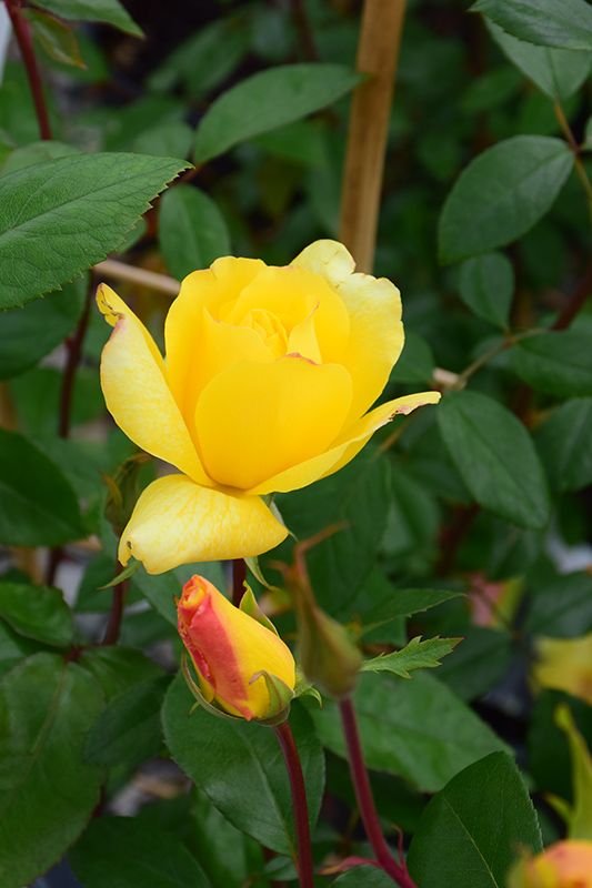 Golden Showers Rose (Rosa 'Golden Showers') at TLC Garden Centers