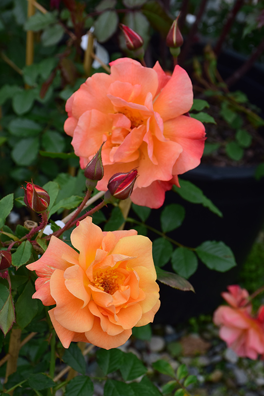 Westerland Rose (Rosa 'Westerland') at TLC Garden Centers