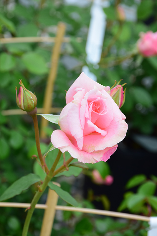 Pearly Gates Rose (Rosa 'WEKmeyer') at TLC Garden Centers