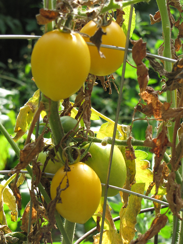 Yellow Plum Tomato (Solanum lycopersicum 'Yellow Plum') at TLC Garden Centers